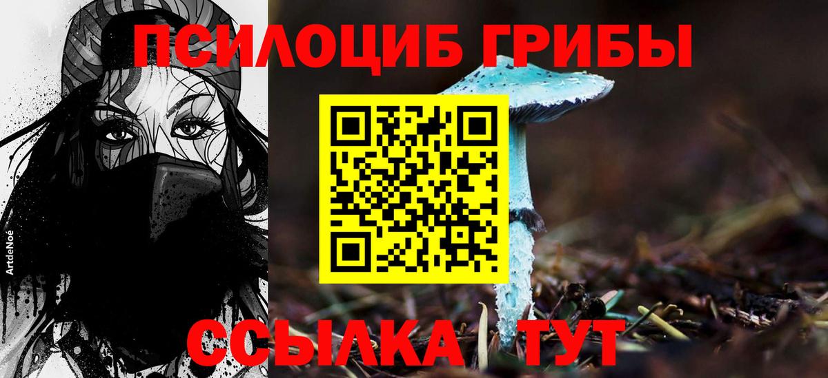 Сертолово  Псилоцибиновые грибы Cubensis  Вход с VPN 